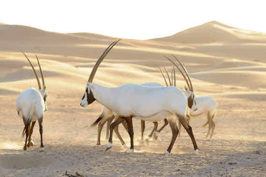 Ejemplares de Oryx árabe, especie extinguida en la naturaleza