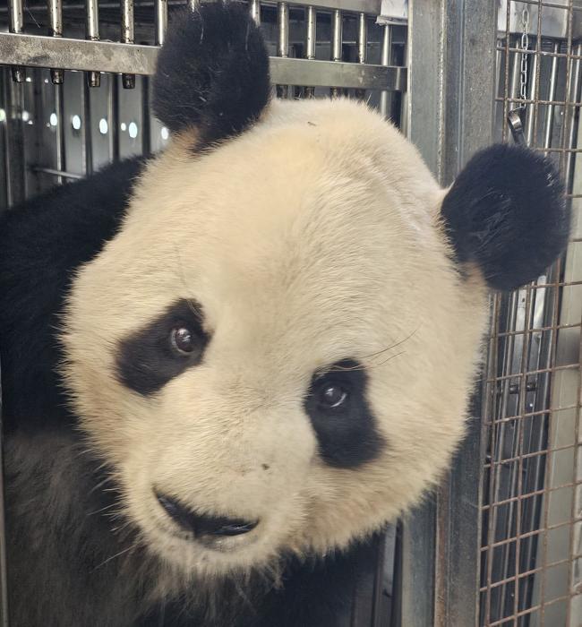 Uno de los pandas que viajaron de Madrid a China.