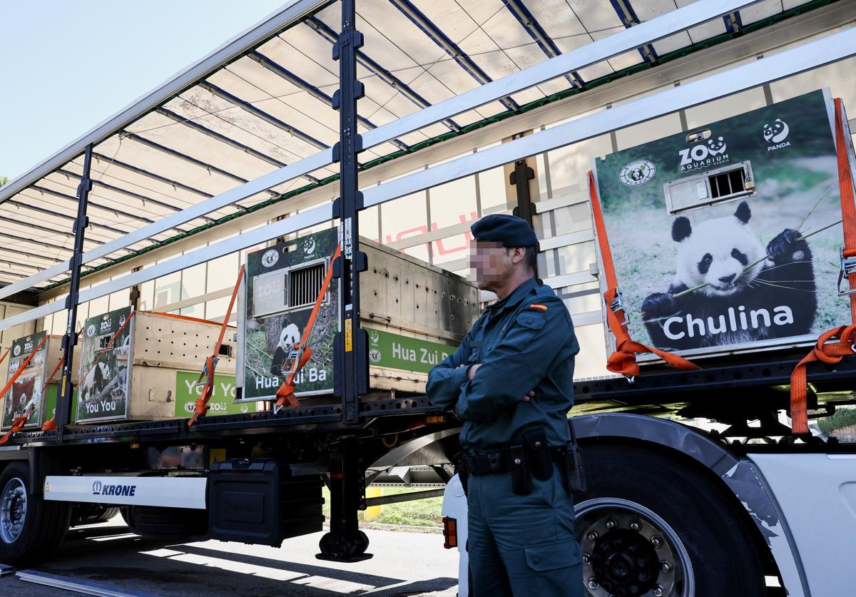 Los pandas del zoo de Madrid, trasladados al aeropuerto para regresar a China