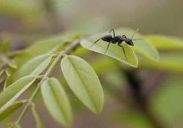 Hormiga posada en la hoja de una planta.