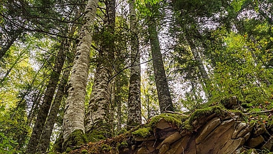 La tecnología que vigila el medioambiente: un nuevo enfoque en la protección de la naturaleza en España