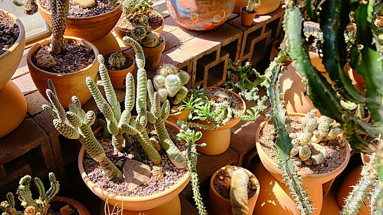 Pon tus plantas a crecer y brillar como nunca con estos sustratos