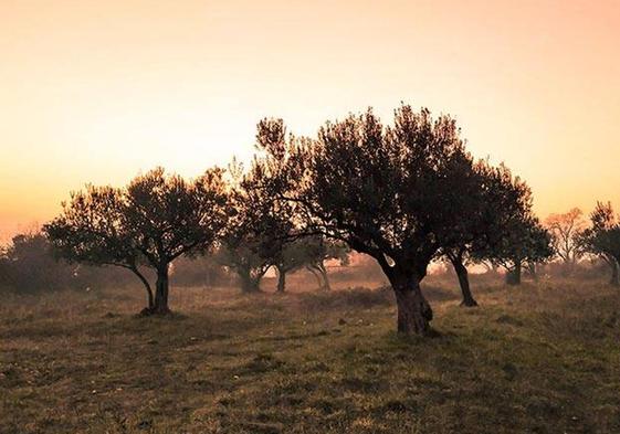 Ejemplares de Olivo en la Ribera Sacra.