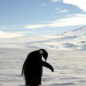 El cambio climático «trastoca la personalidad» de los pingüinos