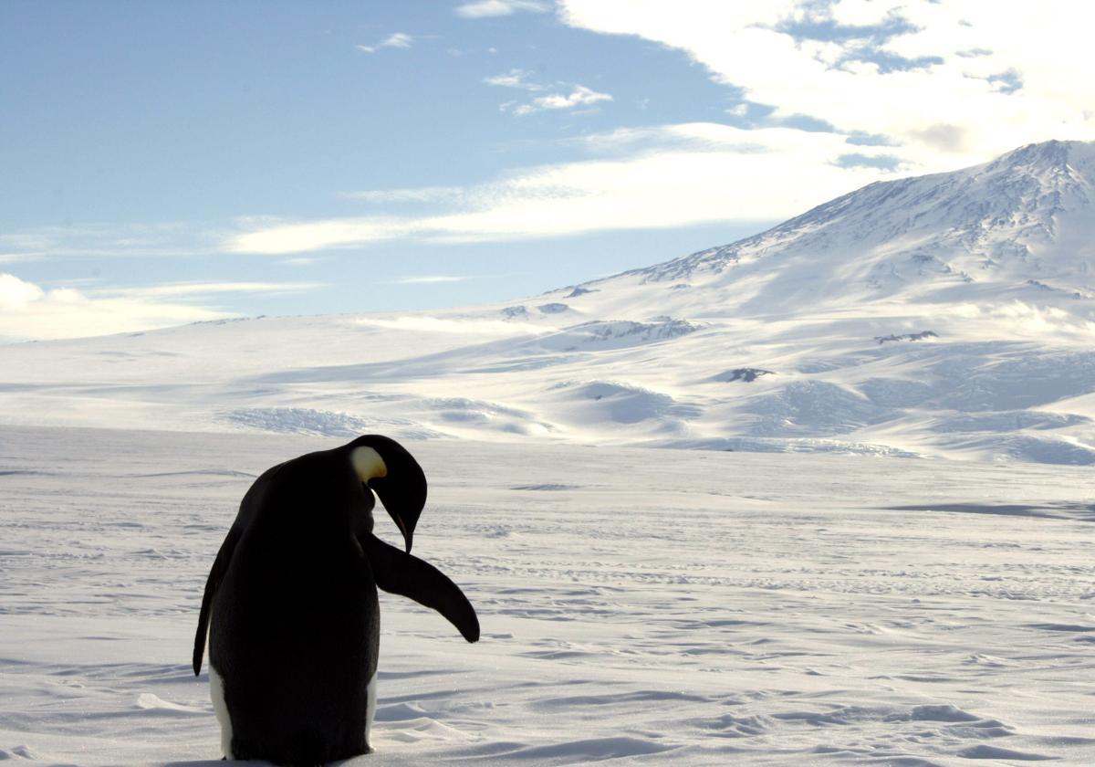 Pingüino se limpia el plumaje en el mar de hielo que circunda la base del volcán Monte Erebus, en la Antártida.