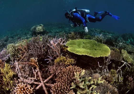 Imágenes de la restauración del arrecife de coral en Indonesia.
