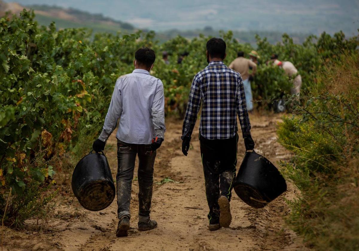 Trabajadores del campo en Lapuebla de Labarca (Rioja Alavesa).