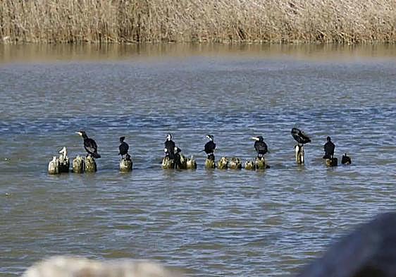 Encuentran el cadáver de un menor desaparecido en el río Segura