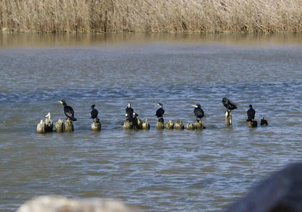 Río Segura en su paso en Almoradí.