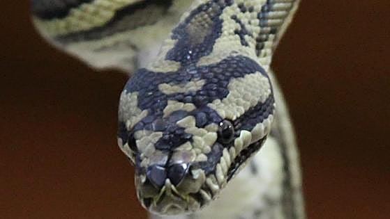 Comer serpiente, la última propuesta para luchar contra el cambio climático