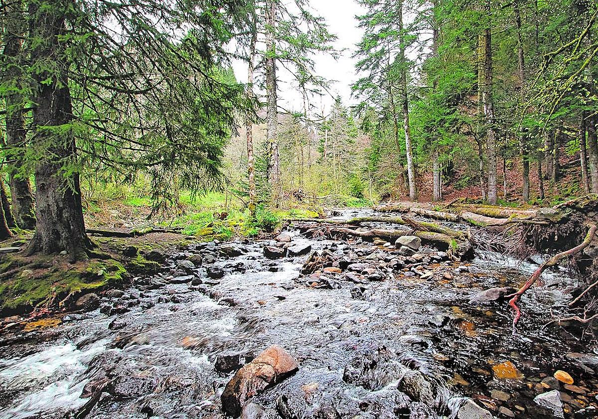El yacimiento de zafiros, de color azul verdoso, fue descubierto por casualidad en el río hace una década.