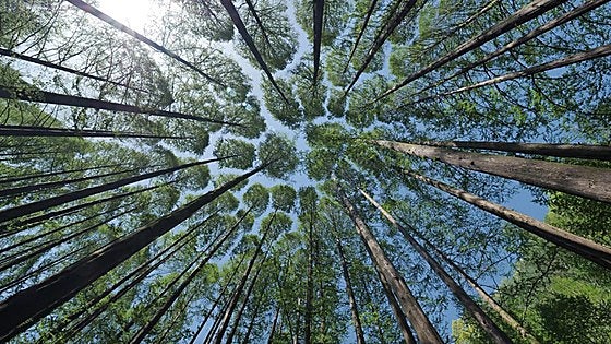 Golpe a la agenda verde europea: la Ley de Restauración de la Naturaleza, bloqueada