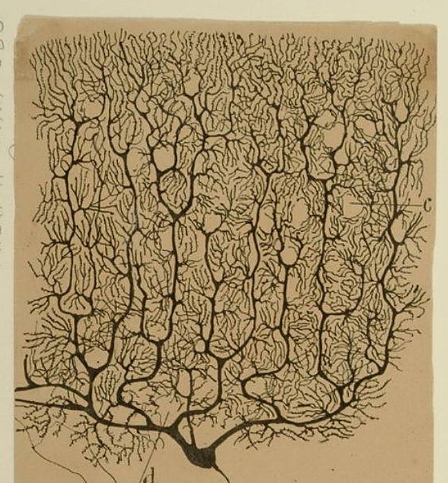 El sistema neuronal dibujado por Cajal.