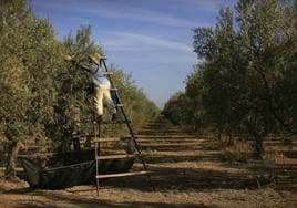 El aceite, un producto de lujo en la cesta de la compra: ¿hasta cuándo seguirá subiendo?