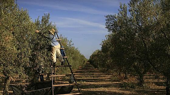 El aceite, un producto de lujo en la cesta de la compra: ¿hasta cuándo seguirá subiendo?