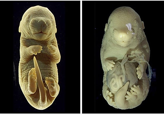 El embrión del ratón de seis patas (der.) y otro sin mutación para control (izq.).