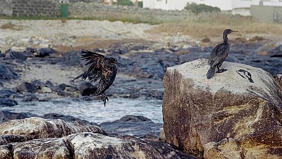 «Los delitos ambientales salen baratos en España»