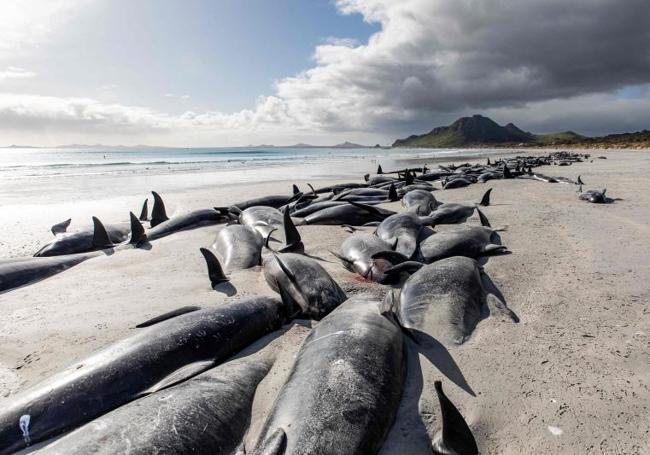 Cuerpos de ballenas piloto en las remotas islas Chatham, en Nueva Zelanda.