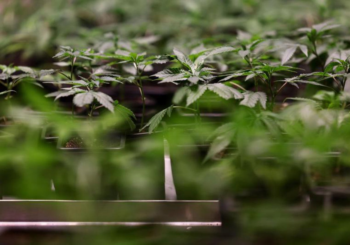 Plantas de cannabis en un club alemán.