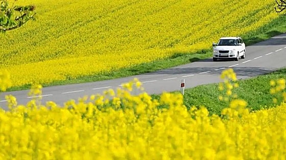 Cómo protegerse de las alergias de primavera en el coche
