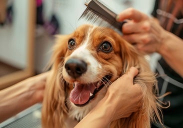 Esta primavera, prepárate para la época de muda y dale un extra de confort a tu amigo peludo