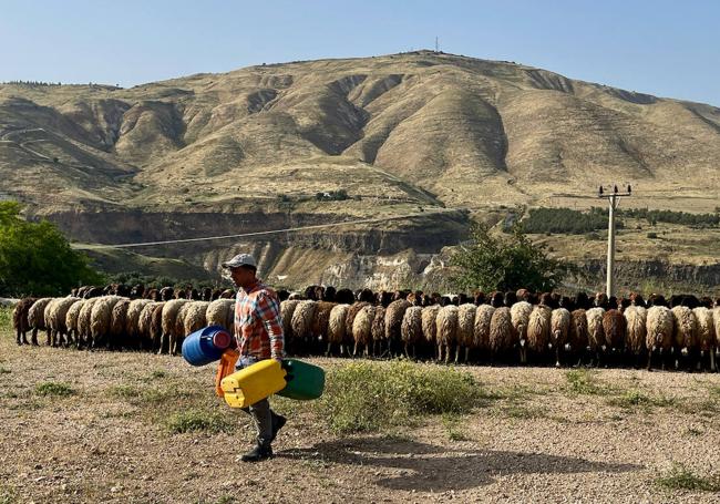 En el lado jordano de la frontera con Israel, un pastor recoge la leche tras ordenar a sus ovejas frente a los Altos del Golán, conquistados por el Estado judío a Siria en la Guerra de los Seis Días.