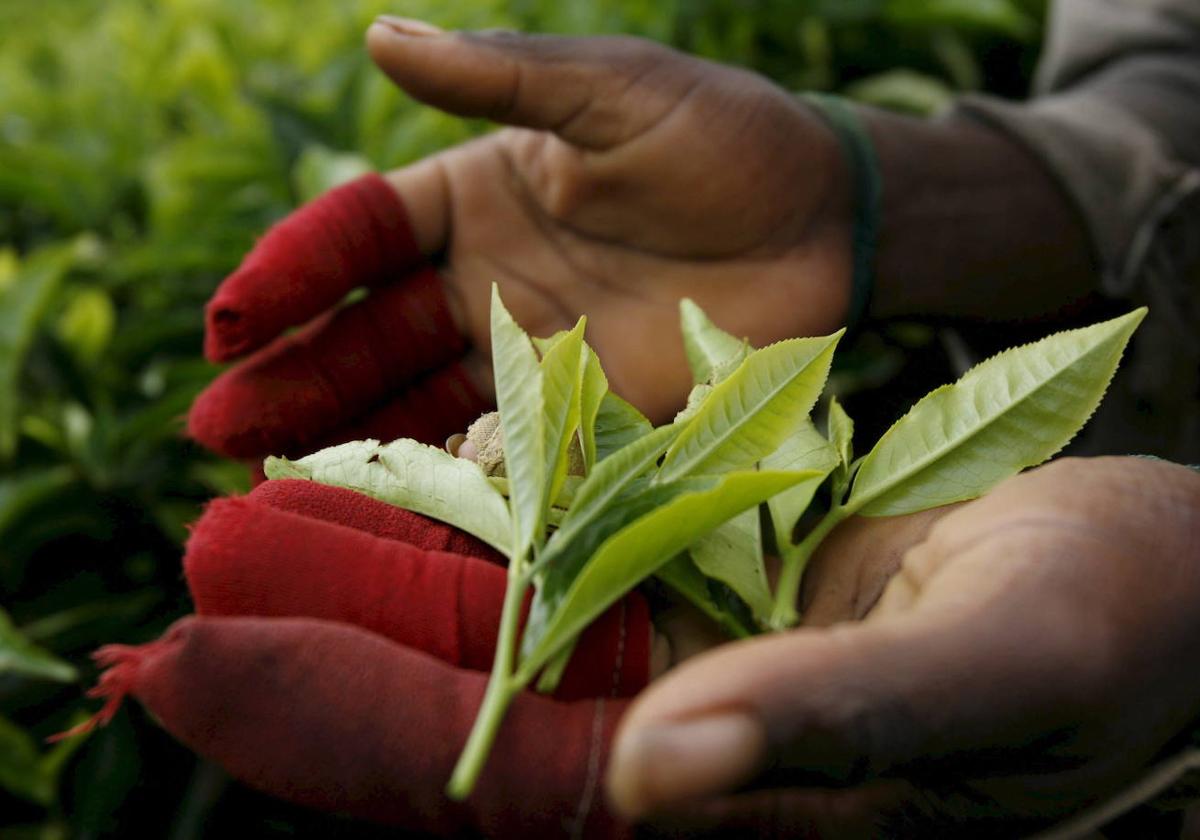 Hojas de té en una plantación.