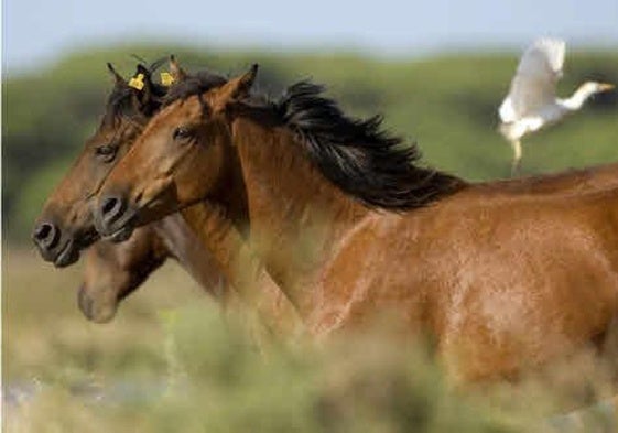 Los caballos fueron domesticados por primera vez en la estepa póntica.