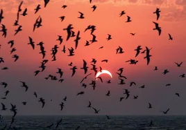 Un eclipse solar visto desde Kuwait, en el Golfo Pérsico.