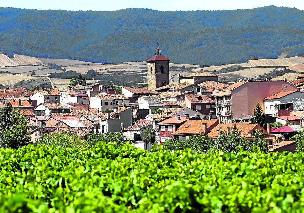 Viñedos del municipio riojano de Badarán, ubicado en el valle del río Cárdenas.