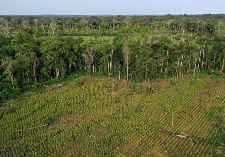 Vista de un campo de coca y restos de árboles cortados en Guaviare, en la Amazonia colombiana.