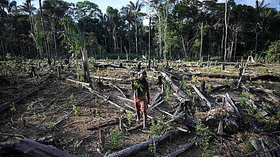 Narcodeforestación, el fenómeno que crece con el consumo de drogas