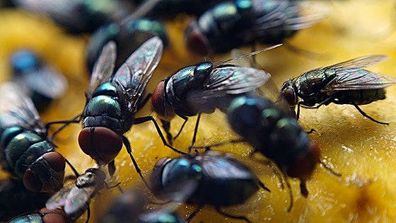 ¿Qué hay detrás de la plaga de moscas en España?