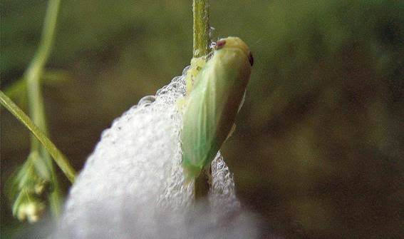 Un 'Philaenus spumarius' recién nacido en su nido.