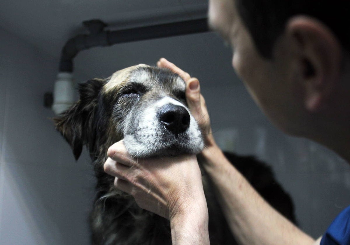 Un perro que sufría maltrato llega a una asociación protectora.