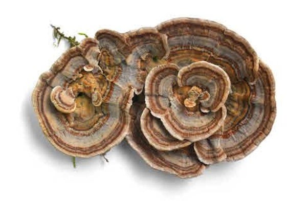 Trametes versicolor ha sido probado como terapia inmunológica con buenos resultados en Japón.