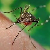 Por qué hay cada vez más casos de dengue y virus del Nilo en España