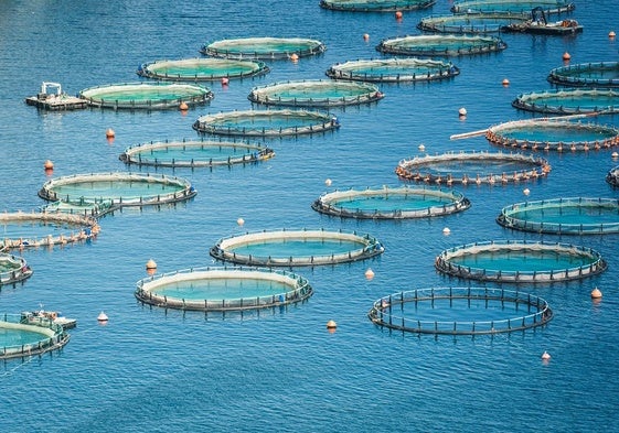 Instalaciones de acuicultura en el mar.