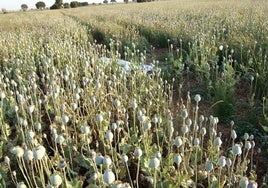 Un campo con amapolas blancas.