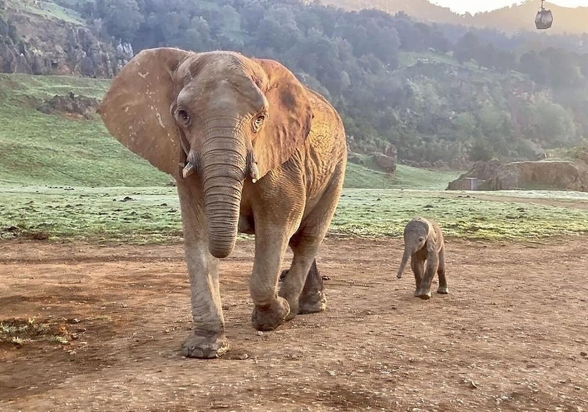 Un elefante africano en el parque de la naturaleza de Cabárceno (Cantabria).