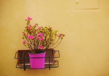 Viste a tus plantas con estilo con estos maceteros buenos, bonitos y muy baratos