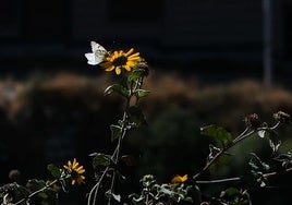 Mariposa en una flor.