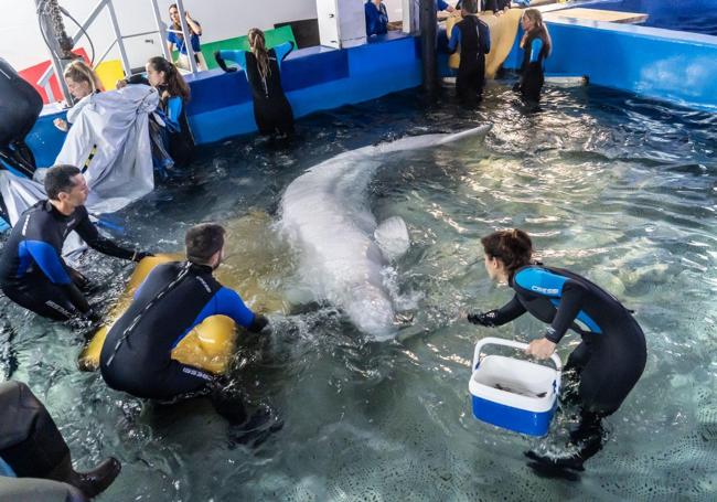 Cuidadores con una de las belugas.