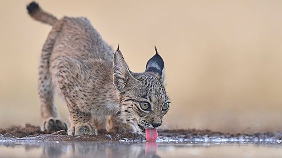 El lince ibérico deja de ser especie en peligro de extinción