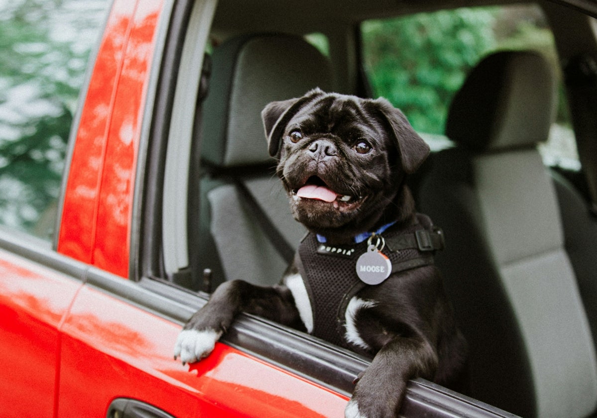 Consejos y productos para viajar en coche con tu mascota