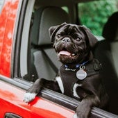 Consejos y productos para viajar en coche con tu mascota