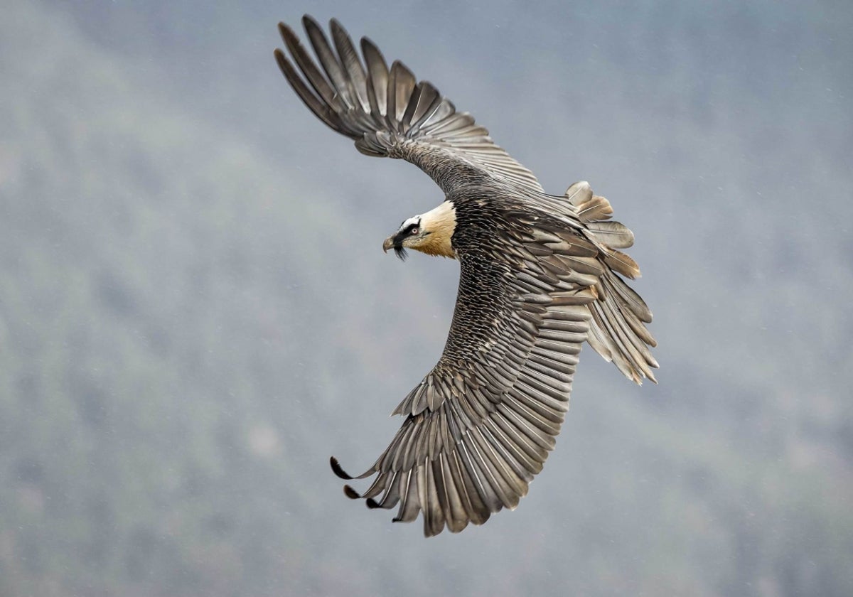 Quebrantahuesos en vuelo.