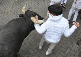 Un mozo es alcanzado por uno de los toros de la ganadería sevillana de Miura.