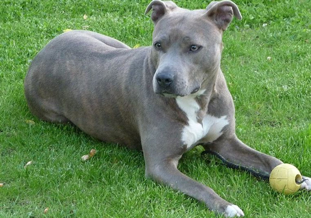 Un perro American Staffordshire Terrier, la misma raza que atacó a la niña.