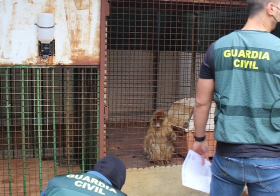 Monos enjaulados en una vivienda particular de Granada.